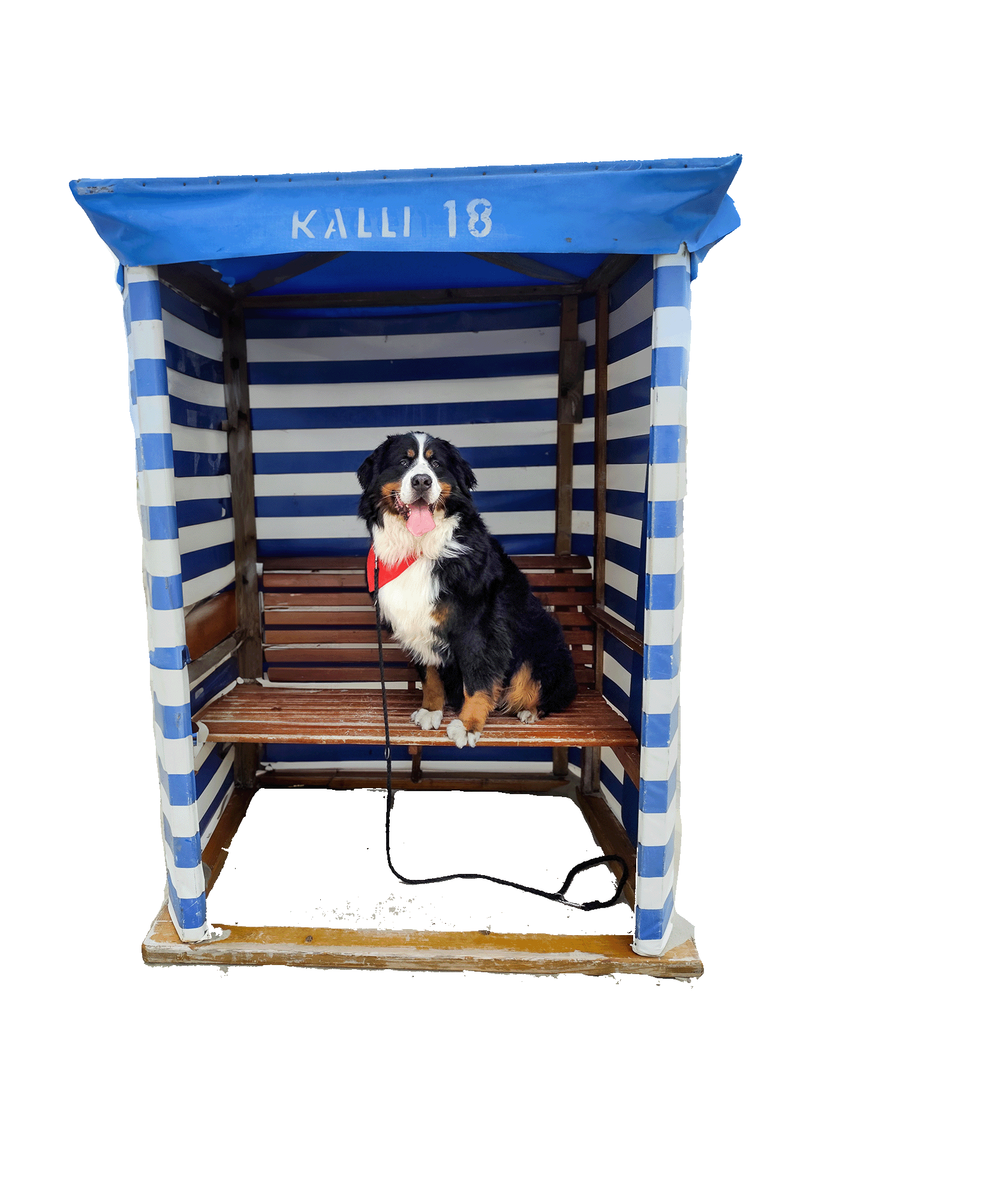 Urlaub mit dem Vierbeiner Image